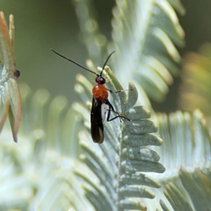 Braconidae (family) at Casey, ACT - 2 Oct 2023