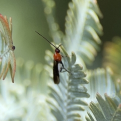 Braconidae (family) at Casey, ACT - 2 Oct 2023