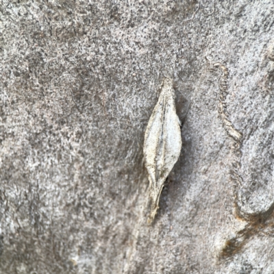 Hyalarcta nigrescens (Ribbed Case Moth) at Casey, ACT - 2 Oct 2023 by Hejor1