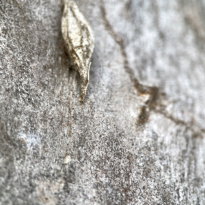 Hyalarcta nigrescens at Casey, ACT - 2 Oct 2023