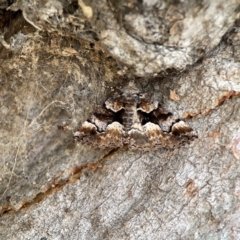 Gastrina cristaria (Wave-lined Geometrid) at Casey, ACT - 2 Oct 2023 by Hejor1