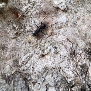 Fabriogenia sp. (genus) at Casey, ACT - 2 Oct 2023 11:25 AM