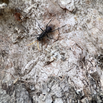 Fabriogenia sp. (genus) (Spider wasp) at Casey, ACT - 2 Oct 2023 by Hejor1