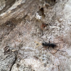 Fabriogenia sp. (genus) at Casey, ACT - 2 Oct 2023