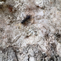 Fabriogenia sp. (genus) at Casey, ACT - 2 Oct 2023