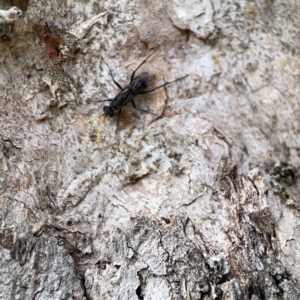 Fabriogenia sp. (genus) at Casey, ACT - 2 Oct 2023