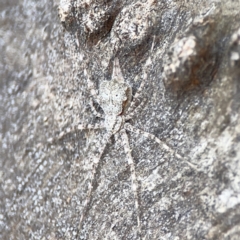 Tamopsis sp. (genus) (Two-tailed spider) at Casey, ACT - 2 Oct 2023 by Hejor1