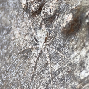 Tamopsis sp. (genus) at Casey, ACT - 2 Oct 2023