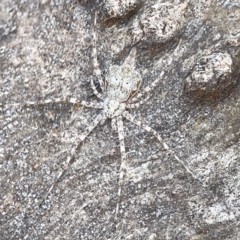 Tamopsis sp. (genus) at Casey, ACT - 2 Oct 2023