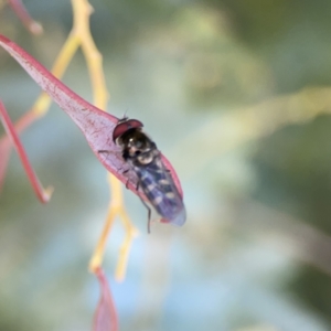 Melangyna viridiceps at Casey, ACT - 2 Oct 2023