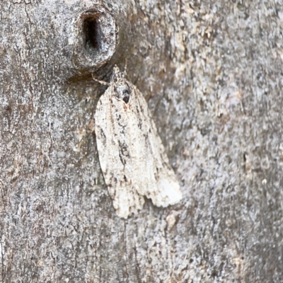 Acropolitis (genus) (A Tortricid moth) at Casey, ACT - 2 Oct 2023 by Hejor1