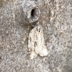 Acropolitis (genus) at Casey, ACT - 2 Oct 2023