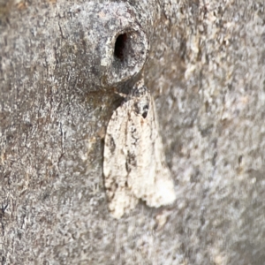 Acropolitis (genus) at Casey, ACT - 2 Oct 2023