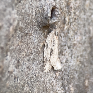 Acropolitis (genus) at Casey, ACT - 2 Oct 2023