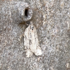 Acropolitis (genus) at Casey, ACT - 2 Oct 2023