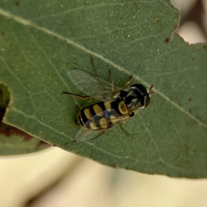 Simosyrphus grandicornis at Casey, ACT - 2 Oct 2023 11:35 AM