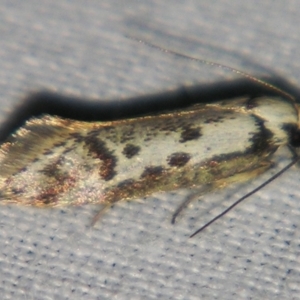 Eusemocosma pruinosa at Sheldon, QLD - suppressed