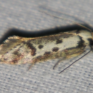 Eusemocosma pruinosa at Sheldon, QLD - 25 Aug 2007