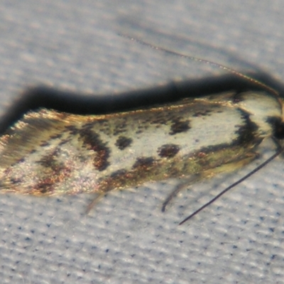 Eusemocosma pruinosa (Philobota Group Concealer Moth) at Sheldon, QLD - 25 Aug 2007 by PJH123