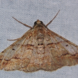 Gastrinodes bitaeniaria at Sheldon, QLD - 25 Aug 2007