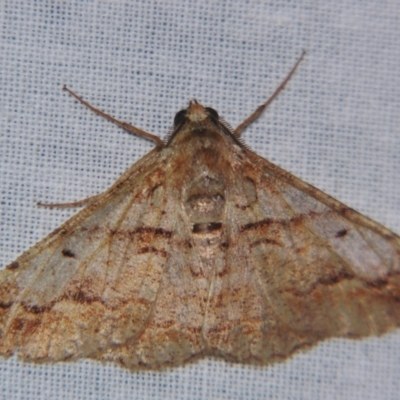Gastrinodes bitaeniaria (Buff Bark Moth) at Sheldon, QLD - 25 Aug 2007 by PJH123