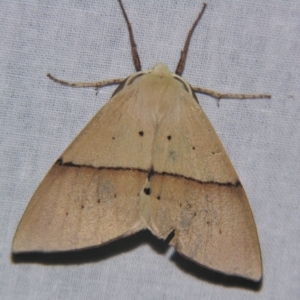 Gastrophora henricaria at Sheldon, QLD - suppressed