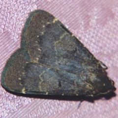 Hydrillodes dimissalis (A Noctuid moth (Eribidae - Herminiinae)) at Sheldon, QLD - 23 Aug 2007 by PJH123