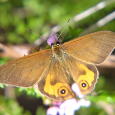 Hypocysta metirius (Brown Ringlet) at Sheldon, QLD - 25 Aug 2007 by PJH123