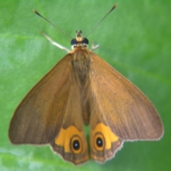 Hypocysta metirius at Sheldon, QLD - 25 Aug 2007