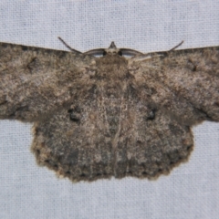 Hypodoxa erebusata (A Geometer moth (Geometrinae)) at Sheldon, QLD - 25 Aug 2007 by PJH123