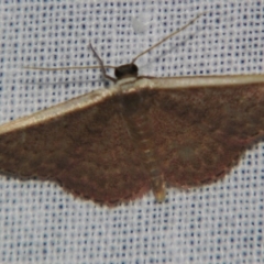 Idaea inversata (Purple Wave) at Sheldon, QLD - 25 Aug 2007 by PJH123