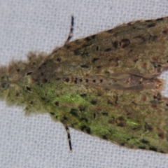 Iscadia poliochroa (A Noctuid moth (Nolidae)) at Sheldon, QLD - 25 Aug 2007 by PJH123