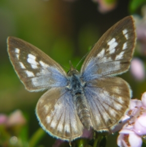 Leptotes plinius at Sheldon, QLD - suppressed