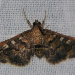 Nacoleia rhoeoalis (Spilomelinae) at Sheldon, QLD - 26 Aug 2007 by PJH123