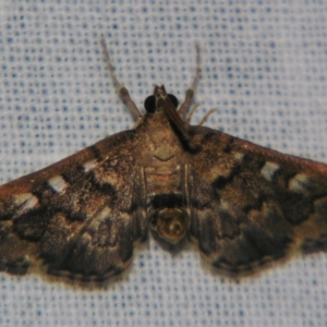 Nacoleia rhoeoalis at Sheldon, QLD - suppressed