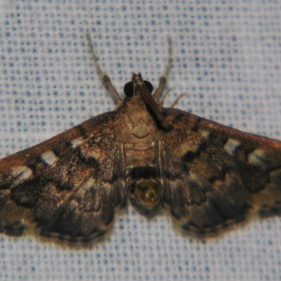 Nacoleia rhoeoalis (A Crambid moth (Spilomelinae) at Sheldon, QLD - 26 Aug 2007 by PJH123