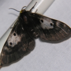 Nataxa flavescens (Nataxa Moth) at Sheldon, QLD - 25 Aug 2007 by PJH123