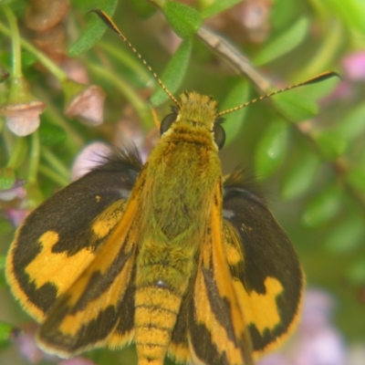 Unidentified Skipper (Hesperiidae) at Sheldon, QLD - 25 Aug 2007 by PJH123