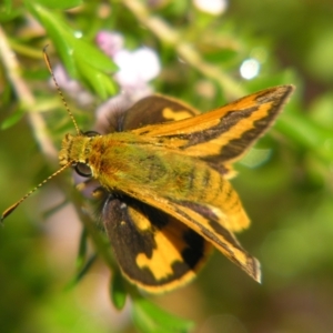 Ocybadistes walkeri at Sheldon, QLD - suppressed