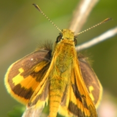 Ocybadistes walkeri at Sheldon, QLD - 25 Aug 2007