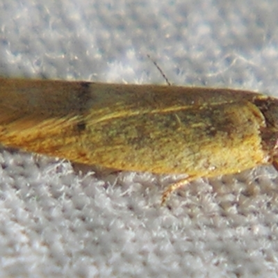 Plectobela (genus) (A Concealer moth (Wingia Group)) at Sheldon, QLD - 26 Aug 2007 by PJH123