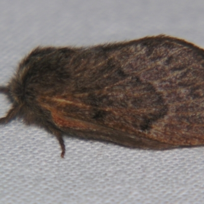 Pernattia pusilla (She-Oak Moth) at Sheldon, QLD - 25 Aug 2007 by PJH123