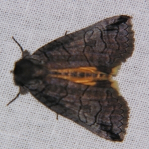 Prorocopis euxantha at Sheldon, QLD - suppressed
