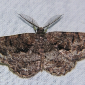 Scioglyptis canescaria at suppressed - suppressed