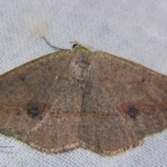 Taxeotis egenata (A Geometer moth) at Sheldon, QLD - 25 Aug 2007 by PJH123