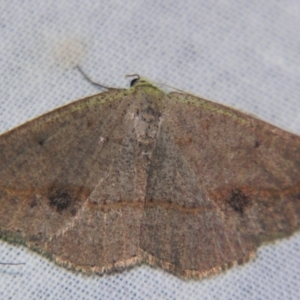 Taxeotis egenata at suppressed - suppressed
