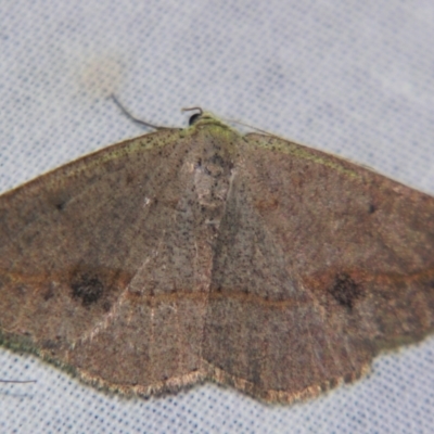 Taxeotis egenata (A Geometer moth) at Sheldon, QLD - 25 Aug 2007 by PJH123