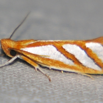 Thudaca obliquella (A Gelechioid moth (Hypertrophidae)) at Sheldon, QLD - 25 Aug 2007 by PJH123