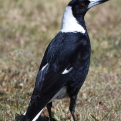 Gymnorhina tibicen (Australian Magpie) at Cleveland, QLD - 2 Oct 2023 by PJH123