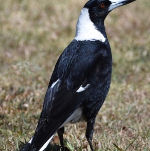 Gymnorhina tibicen at Cleveland, QLD - 2 Oct 2023